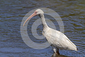 White Ibis in South Padre, Texas