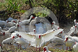 White ibis standing out from the crowd in Florida.