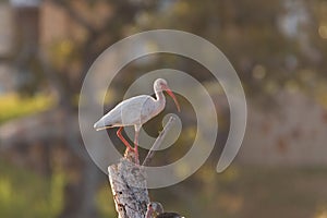 White Ibis standing on top of a dead tree stump