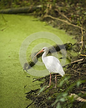 White Ibis in a Swamp