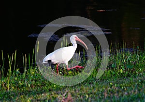 White ibis bird