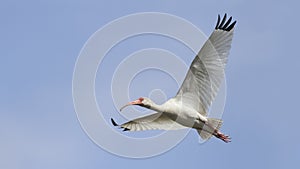 White Ibis - Texas