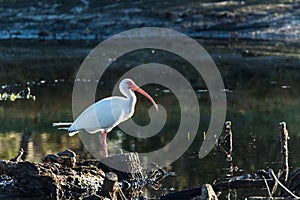 White Ibis Venice Florida