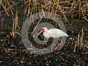 White Ibis wades through wetland habitat