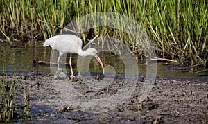 White Ibis wading bird foraging, Pickney Island National Wildlife Refuge, USA