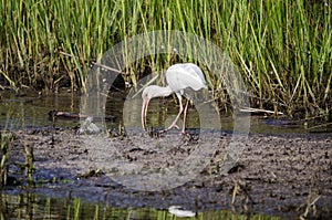 White Ibis wading bird foraging, Pickney Island National Wildlife Refuge, USA