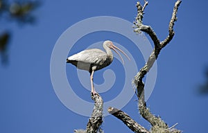 White Ibis wading bird perched in tree, Pickney Island National Wildlife Refuge, USA