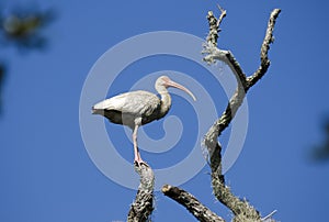 White Ibis wading bird perched in tree, Pickney Island National Wildlife Refuge, USA