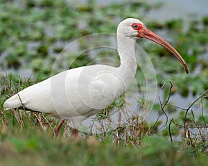 A white ibis walking along a marsh