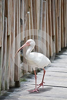 White ibis