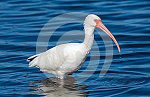 White ibis in water