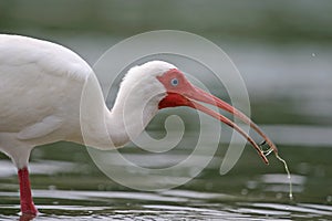 White ibis with water in beak