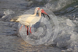 White Ibis And Waves