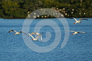 White Ibises in flight