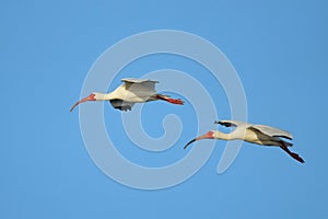 White Ibises in flight