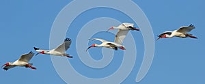 White Ibises in flight