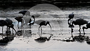 White Ibises Foraging, J.N. Ding Darling National Wildlife R