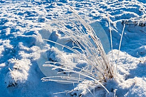 White ice crystals on grass in bright sunlight. Snow crystals close-up on a bright frosty winter day. White sparkling snow surface