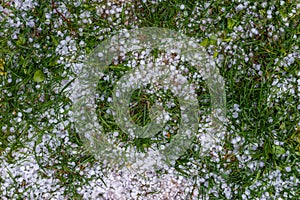 White ice hail on the green grass after summer storm