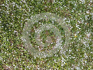 White ice hail on the green grass after summer storm