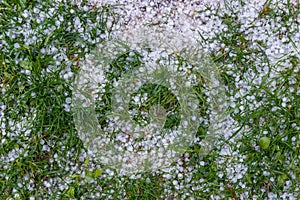 White ice hail on the green grass after summer storm