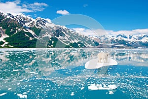 White icebear drifting on a ice floe. Environment, ecosystem and global warming concept