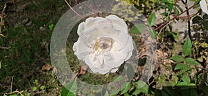 White Iceberg Rose Flower in the Garden
