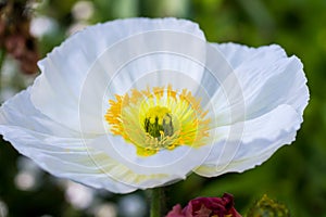 White Iceland poppy