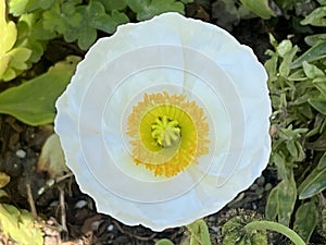 White Iceland Poppy Flower