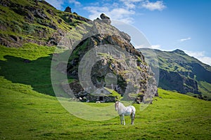 White Icelandic Horse in front of a rock dwelling