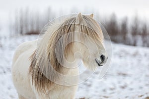 White Icelandic horse with the most beautiful mane as if it had just been styled photo