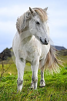 White icelandic horse standing alone on grass