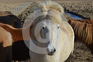 White Icelandic Horse Standing in a Herd