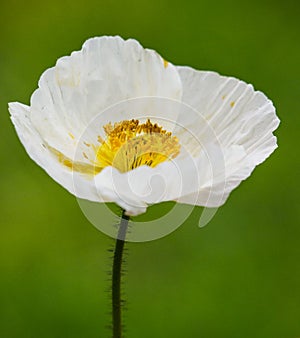 White Icelandic Poppy