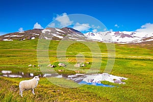 White Icelandic sheep grazing in the meadow