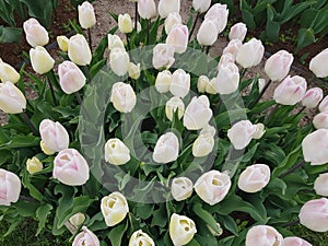 White, incompletely opened Tulip buds in a flower bed create a beautiful backdrop photo