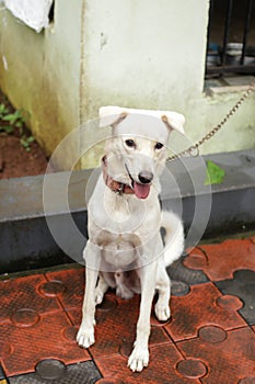 white indian pariah dog photo