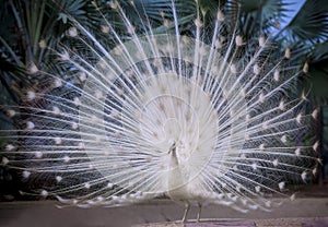 White indian peacock showing beautiful fan tail and dancing on g