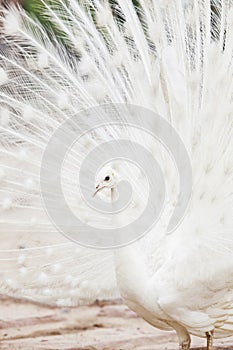 White indian pheasant peacock on ground