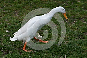 White Indian Runner Duck (Anas Platyrhynchos Domesticus) photo