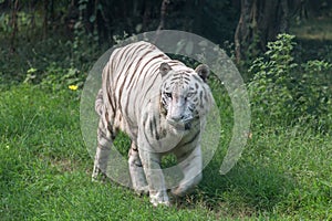 White Indian tiger walking through an open grassland