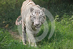 White Indian tiger walks through an open grassland.