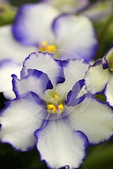 White and Indigo African Violet