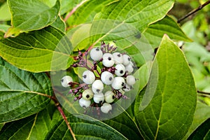 White indigo berry, Randia aculeata in the garden