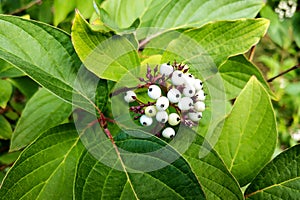 White indigo berry, Randia aculeata in the garden