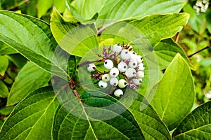 White indigo berry, Randia aculeata in the garden