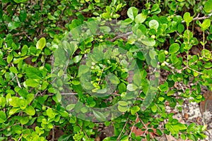 White indigoberry Randia aculeata - Davie, Florida, USA