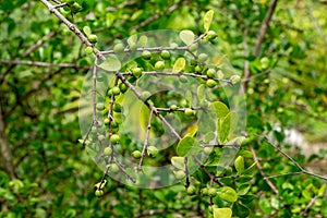 White indigoberry Randia aculeata green fruit closeup - Davie, Florida, USA