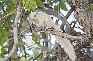 White Indo-Chinese ground squirrel on the tree