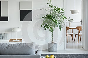 White industrial lamp on console table in bright living room interior with plants and grey comfortable sofa